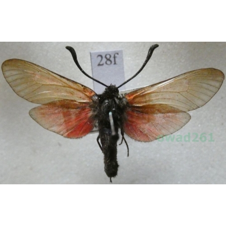 Zygaena osterodensis Reiss, 1921 Czech28f